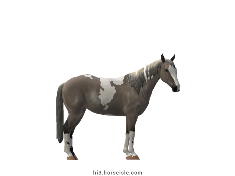 Australian Stock Horse Grulla Silver Tobiano Coat